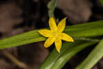 Curtis' star-grass